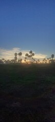 Atardecer con palmeras