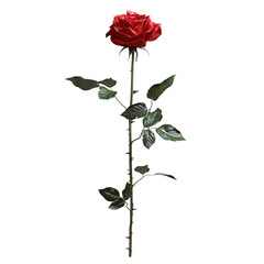 Naklejka premium Single Red Rose Against a Black Background