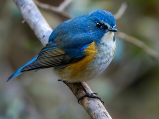森の中で枝に留まって周りを見渡しているルリビタキの雄