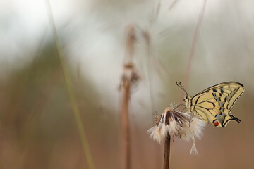 una farfalla macaone su un fiore © Simona