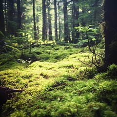 Obraz premium Lush moss covering a forest floor, rich with detail.