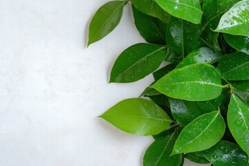 Fresh Green Leaves with Raindrops on Light Background Texture