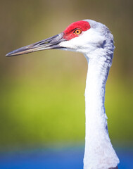 Sandhill Crane