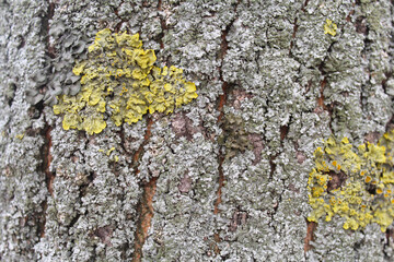 yellow tree bark texture background