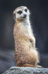 Meerkat on guard