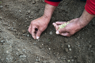 Old human worker sowing a pea