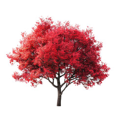Red Autumn Tree