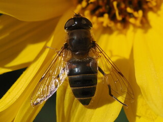 Gnojka postawna (Eristalis pertinax)