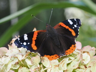 Rusałka admirał (Vanessa atalanta)
