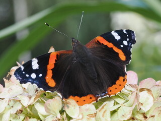 Rusałka admirał (Vanessa atalanta)