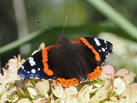 Rusałka admirał (Vanessa atalanta)