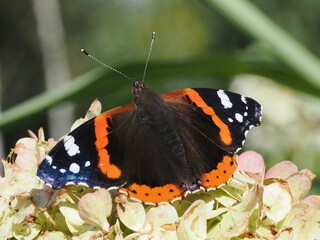 Rusałka admirał (Vanessa atalanta)