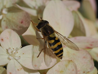 Owad z rodzaju Syrphus