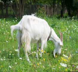 Fototapeta premium Big white goat on the field