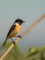 Siberian Stone chat a single bird perched on a branch.