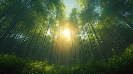 A serene morning in a dense bamboo grove.