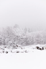 Snow-covered trees. Trees in the snow. Winter forest. Winter nature
