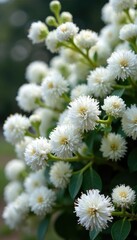 Shrub covered in white fluffy flowers on snowball-shaped branches, garden feature, blooming, garden decoration