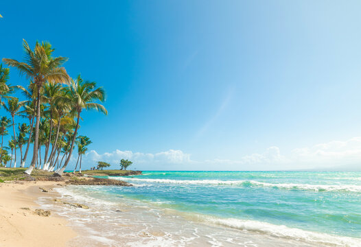 Palms by the sea under a shining sun in a tropical beach