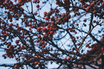 Hawthorn on a tree in winter. A dried-up hawthorn tree.