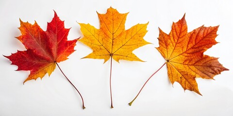 Fototapeta premium Surreal Autumn Maple Leaves: Red, Yellow, Orange Isolated on White