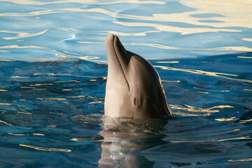 UN DELFIN  © Fernando