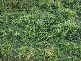 green meadow background