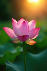 Obraz premium A lotus flower blooms with dew-kissed petals in the morning light, petals, light, dawn