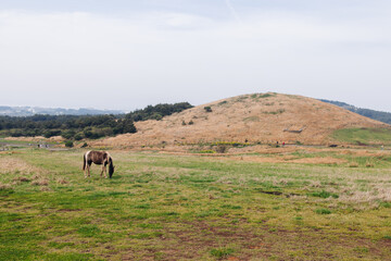 Udo Island, Jeju Island province, South Korea, Jeju-do, panoramic aerial view of coastline sea landscape in a sunny day, U-do Island, Soseom cow island, Jeju-si