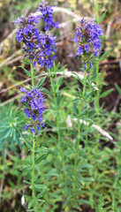 Hyssopus officinalis grows in nature