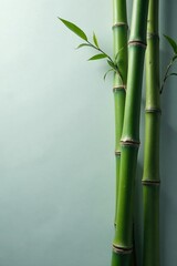Fototapeta premium Tall bamboo stalks leaning against the grey cloudy background, vertical, gray, bamboo
