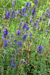 Obraz premium Hyssopus officinalis grows in nature