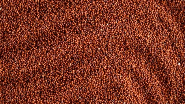 Macro video of finger millets. Close up of nachni kept on rotating disk.