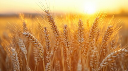 Fototapeta premium An artistic rendering of golden wheat ears in soft morning light.