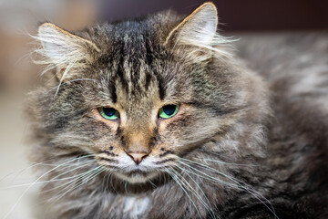 A Fluffy Tabby Cat with Strikingly Beautiful Green Eyes that Captivate Everyones Attention