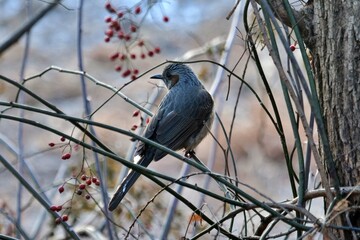 버드, 네이처, 야생 동물, animal, 가지, 부리, 참새, 난폭한, 나무, 버드, 조류, 작은, 깃털, 깃털, 앉아있는, 날개, 갈색, 동물군, 겨울, 조류학, 명금류
