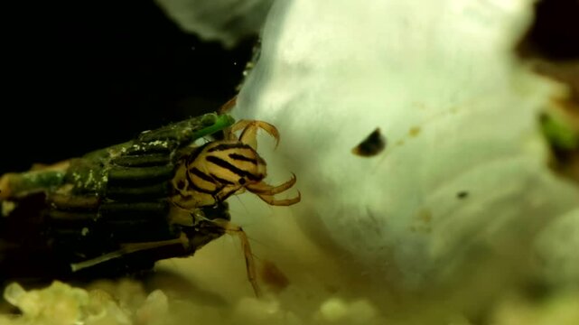 Caddisfly larva (Phryganea sp.) underwater in a pond, series 001, feeding on a dead minnow and showing mouth parts in action, extreme macro close-up, angle 1. 