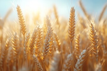 Golden wheat field at sunset, sunlit stalks close-up.