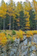 Fototapeta premium The golden larches glow against the dark evergreens, contrasting with the rough texture of the rocky cliff. The vibrant colors of autumn create a stunning natural scene in this mountain landscape.