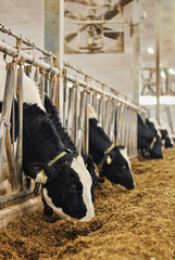 Group of cows at cowshed eating hay or fodder on a dairy farm. Dairy cows feeding on fodder standing in a row of stables in cattle farm barn. Concept of farming business and taking care of livestock.