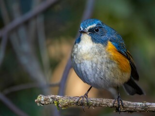 森の中で枯れ木に留まって周りを見渡しているルリビタキの雄