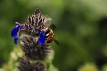 bee on a flower