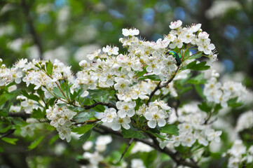 Hawthorn (Crataegus) blooms in nature