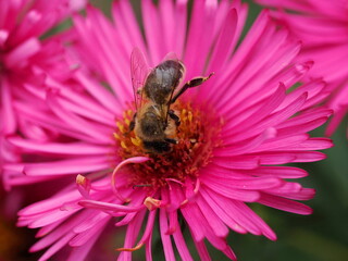 Pszczoła miodna (Apis mellifera) poszukująca nektaru na różowych kwiatach w ogrodzie
