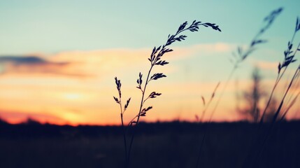Silhouette of grass against sunset sky.