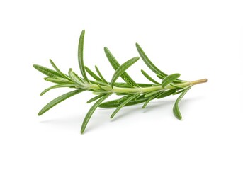 Fototapeta premium A fresh sprig of green rosemary with narrow leaves and a woody stem isolated on a white background