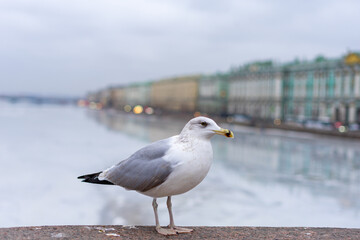 seagull against a blurred cityscape