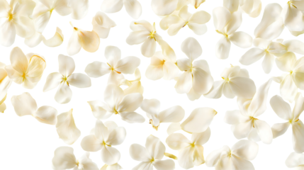 white Jasmine flower petals scattered in air isolated png transparent background