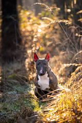 Bulterier – rasa psa, należąca do grupy terierów, zaklasyfikowana do terierów w typie bull. 