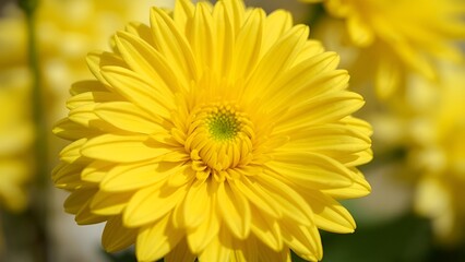 Obraz premium Chrysanthemum flower photography 